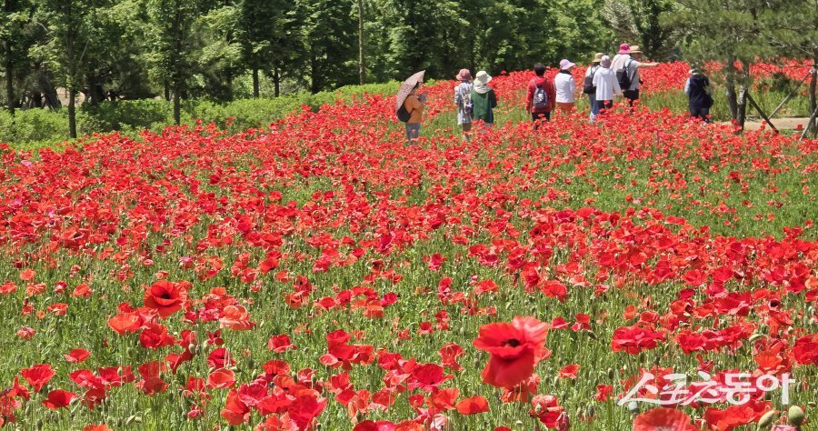 임실군 옥정호 붕어섬 생태공원에 만개한 붉은 꽃양귀비. 사진제공=임실군