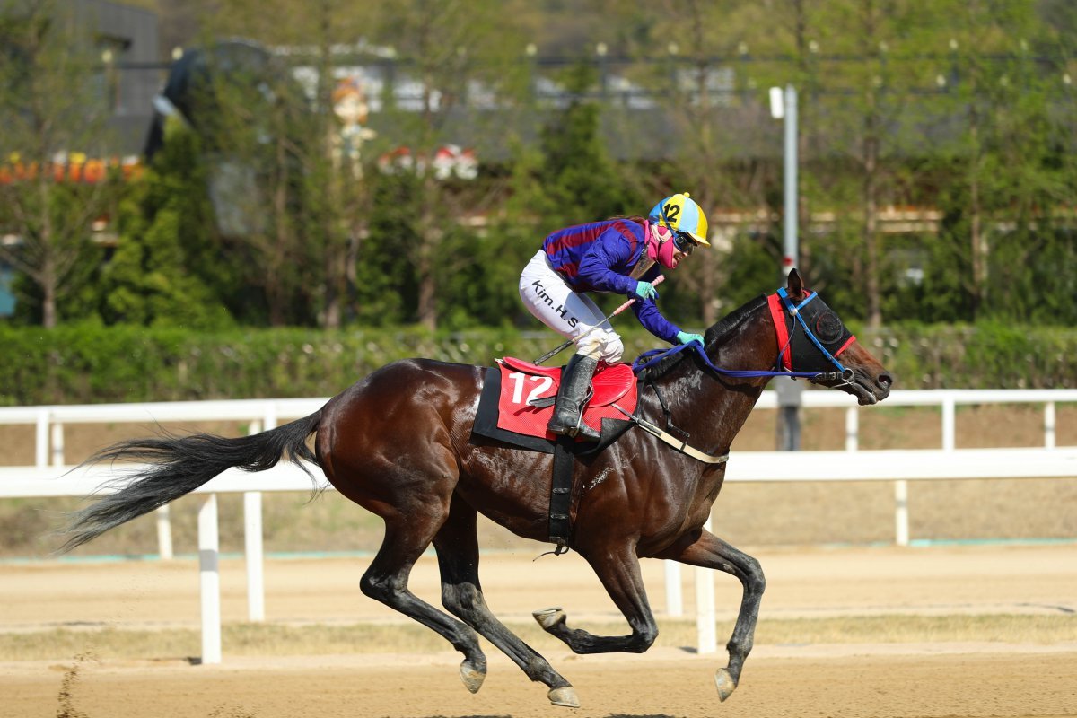 글로벌히트. 강력한 우승후보로 지난해 10월 은퇴한 위너스맨의 명성을 잇는 장거리 스타마로 꼽힌다 사진제공 |한국마사회