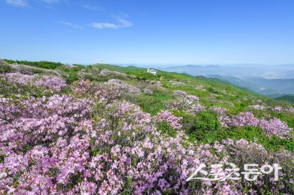 소백산에 철쭉이 만개한 모습. 사진제공|영주시