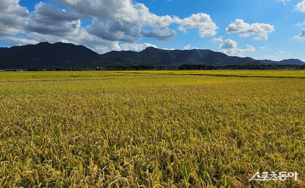 영암 친환경벼 집적화단지. 사진제공=전남도