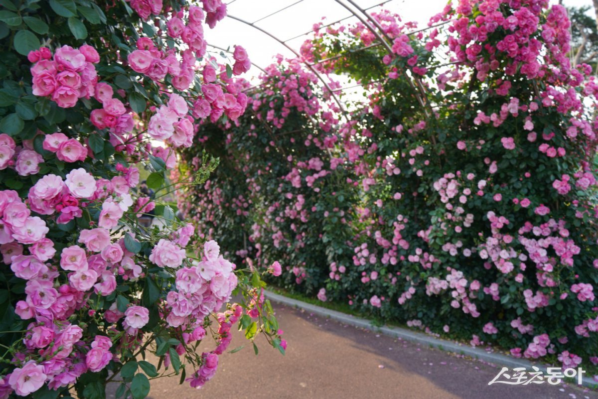 익산시 배산체육공원 내 장미정원. 사진제공=익산시