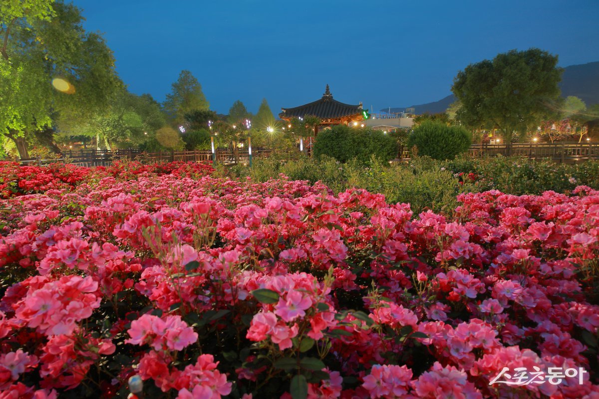 제15회 곡성세계장미축제. 사진제공=곡성군