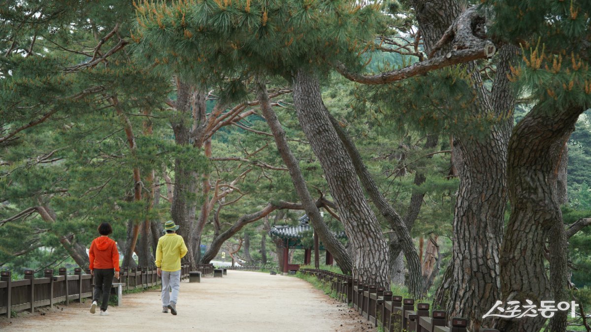 제천 의림지의 명물 소나무숲길. 수백년이 자란 아름드리 소나무들이 늘어선 저수지 둘레길로 많은 이들이 산책을 위해 찾는다 단양·제천|김재범 기자 oldfield@donga.com