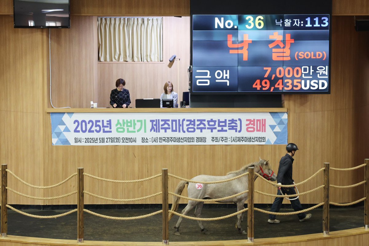 27일 열린 제주마 경매에서 최고 낙찰가 7000만 원을 기록한 36번 상장마 사진제공|한국마사회