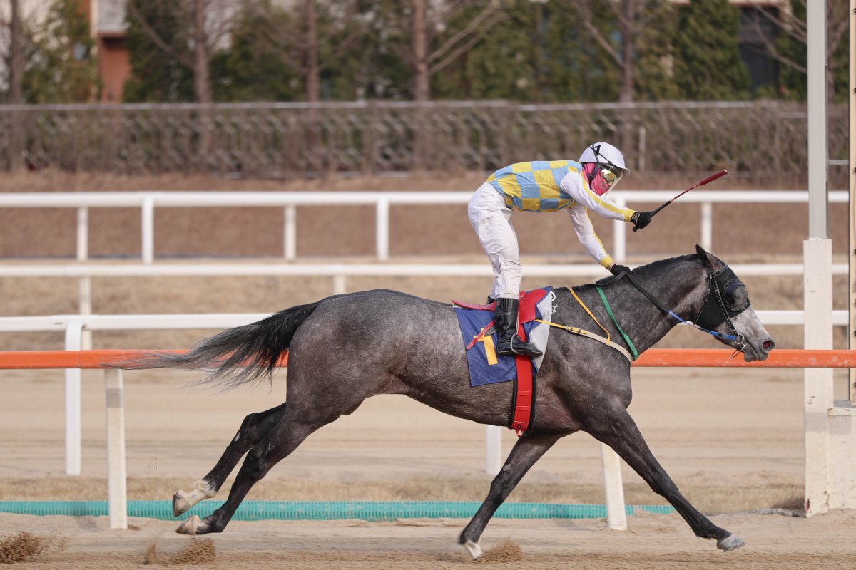 글라디우스. 3월 동아일보배에서 선행마 크라운함성을 3마신 차로 제치고 우승했다 사진제공|한국마사회