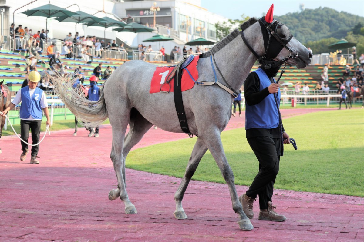 라온포레스트. 퀸즈투어 시리즈에서 다소 아쉬운 성적을 올렸지만 여전히 좋은 걸음과 종반 탄력을 유지해 순위권 입상은 어렵지 않을 것으로 보인다 사진제공|한국마사회