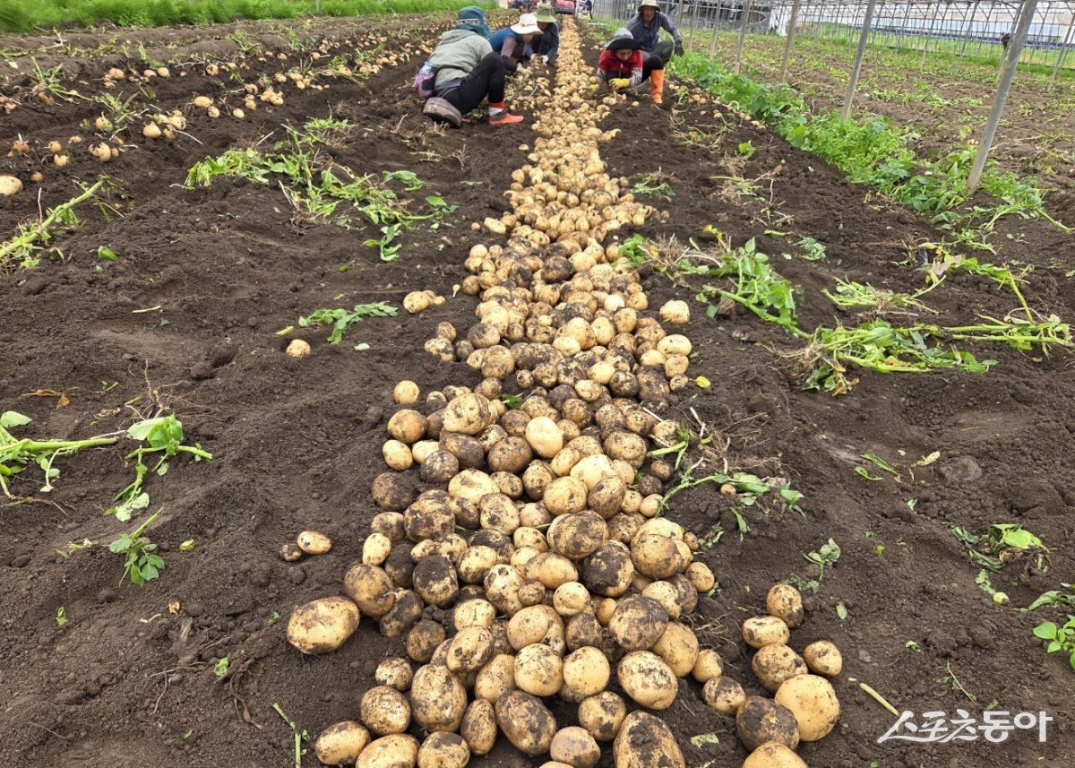 보성군 내 봄 감자 수확 현장. 사진제공=보성군
