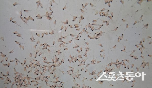 갓 부화된 열목어. 사진제공 ㅣ 경북도