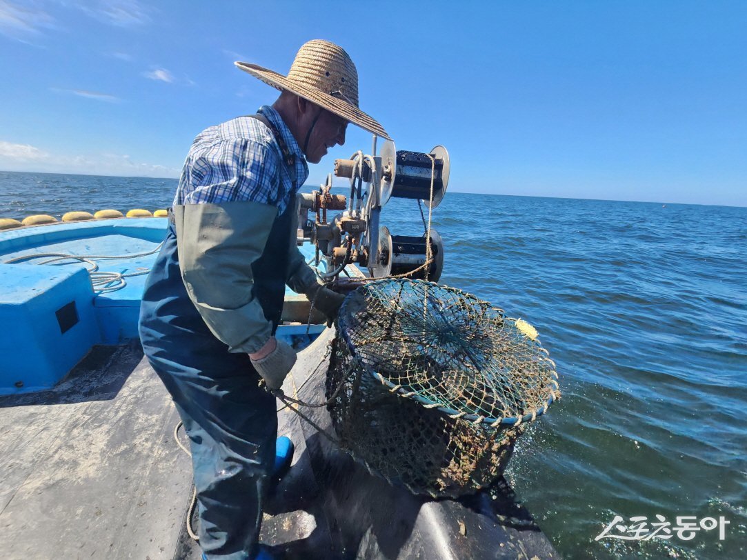 군산시가 오는 2028년까지 옥도면 해역에 갑오징어 산란·서식장을 조성한다고 밝혔다. 사진제공=군산시