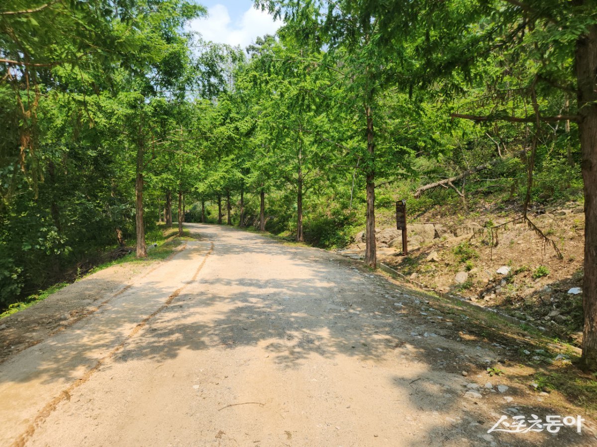 용인특례시는 처인구 왕산리 산93번지 일원 숲길의 맨발길 종점에서 간이 세족장까지 이어지는 산책로를 새롭게 연결해 이용 동선도 개선했다. 사진제공｜용인시