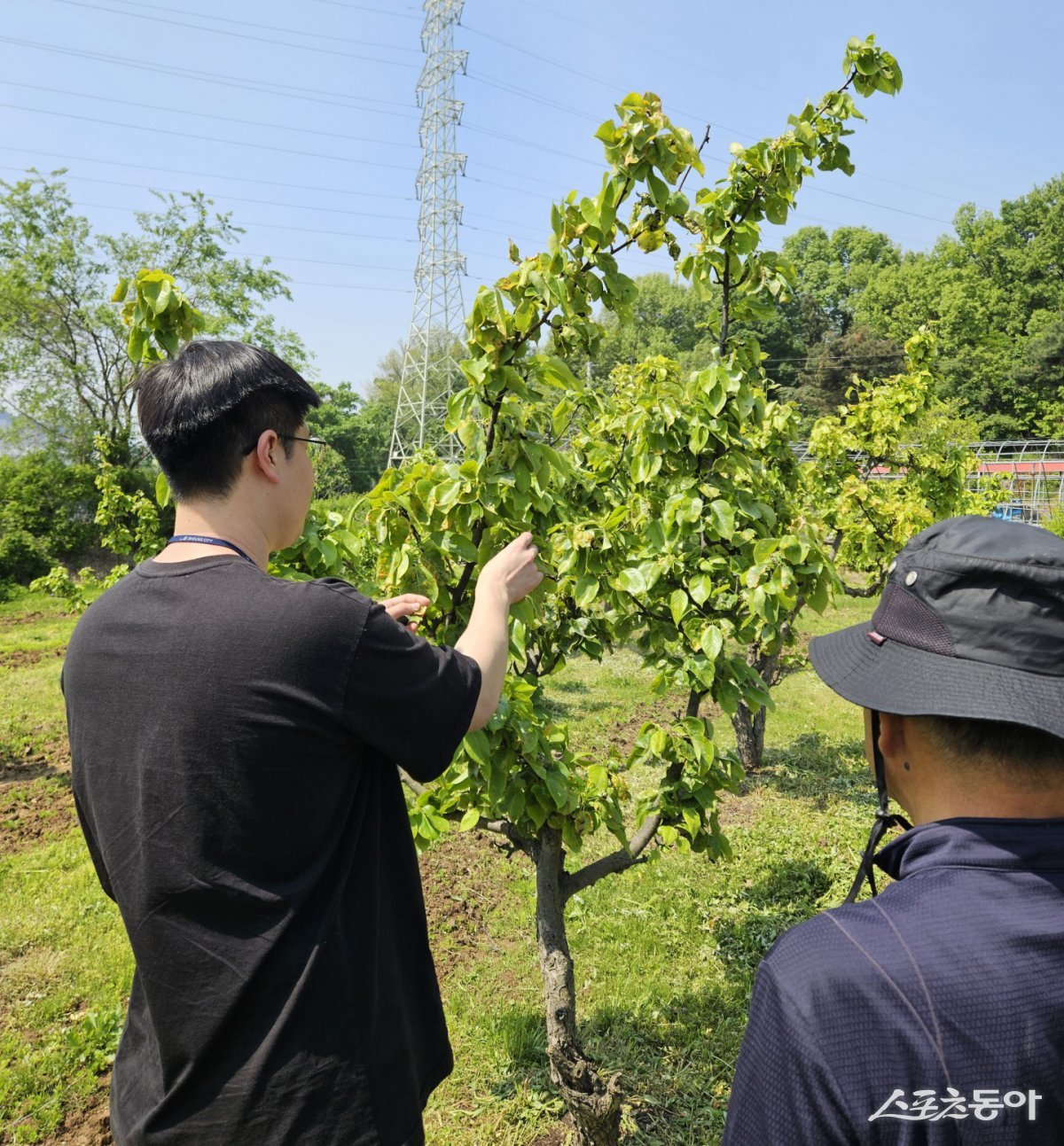 시흥시(시장 임병택)는 관내 과수농가의 피해를 막기 위해 화상병 예방에 총력을 기울이며 미발생 지역 유지를 위한 방제 계획을 수립해 적극 대응하고 있다(지난 5월 화상병 예찰 현장 모습). 사진제공｜시흥시
