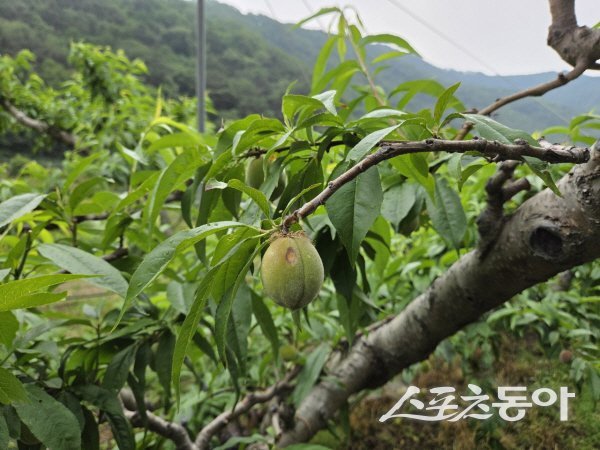 복숭아 탄저병 증상 사진. 사진제공 ㅣ 영덕군