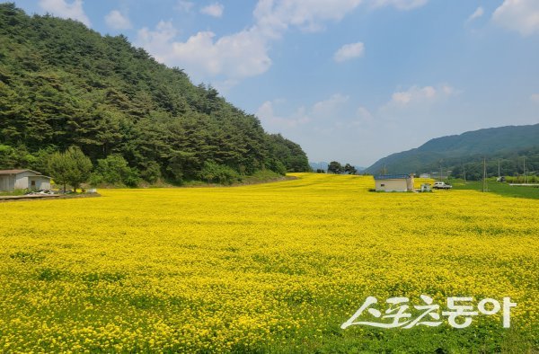 봉화 춘양면 국립백두대간수목원 가는 길목에 유채꽃이 만발하다. 사진제공 ㅣ 봉화군