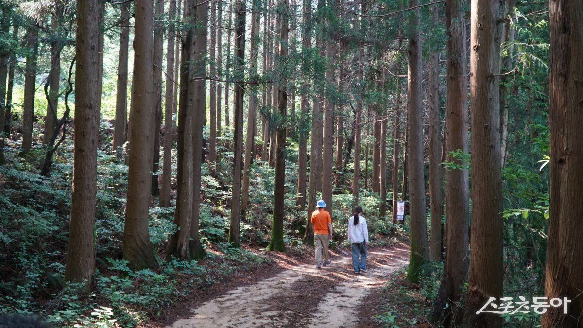 장흥 천관산자연휴양림의 비자나무숲길. 휴양림은 웅장한 산세를 자랑하는 천관산 깊은 산중에 조성해 수종이 다양하다 장흥|김재범 기자 oldfield@donga.com