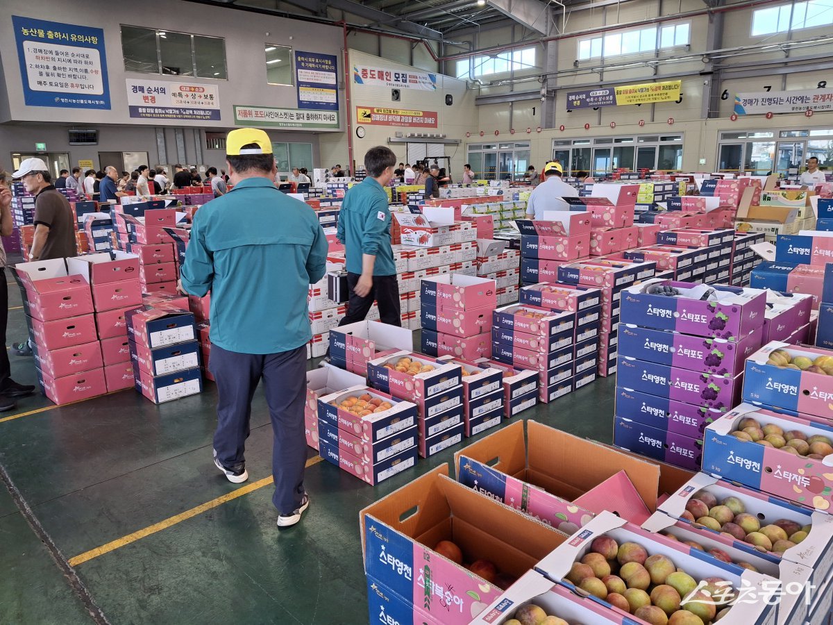영천시농산물도매시장에서 농산물 경매가 진행되고 있다.  사진제공 ㅣ 영천시