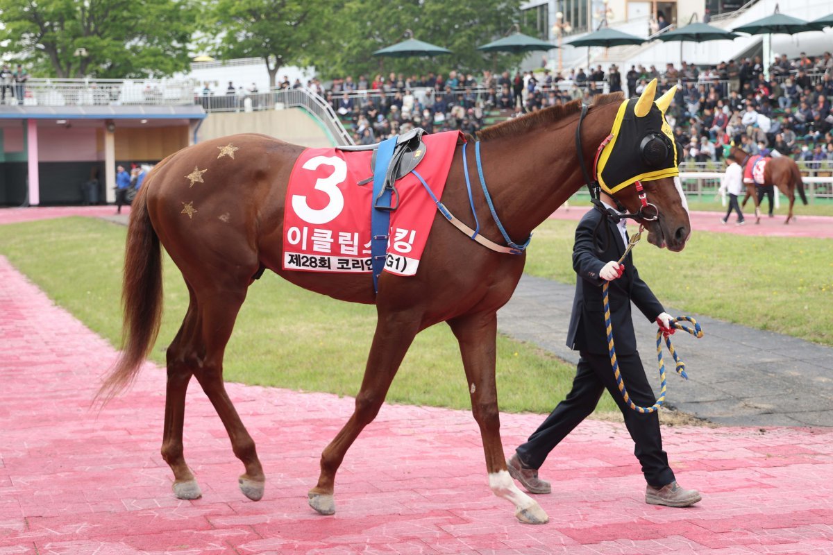 이클립스더킹                                       사진제공｜한국마사회