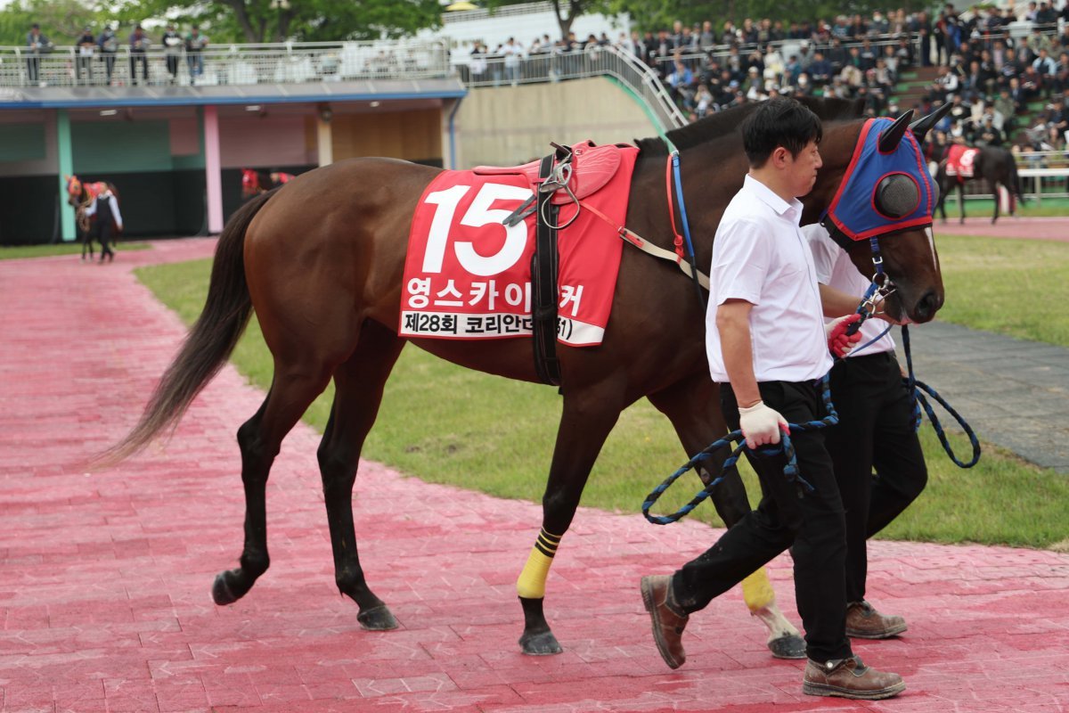 영스카이워커                      사진제공｜한국마사회