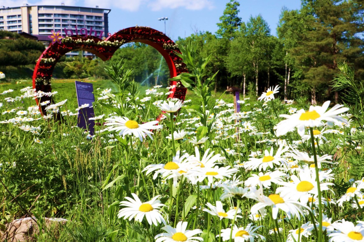 샤스타데이지가 활짝 핀 하이원리조트의 야생화 군락지 사진제공|강원랜드