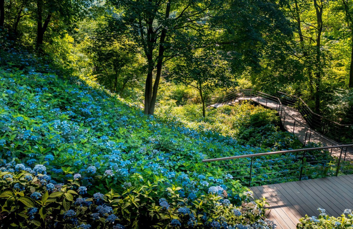 곤지암리조트와 화담숲이 17일 개막하는 ‘여름수국 축제’에서 만날 수 있는 수국           사진제공｜곤지암리조트