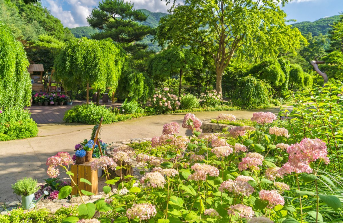 ‘여름 수국 축제’에서는 곤지암리조트 입구를 시작으로 화담숲 수국원까지 7만여 본의 수국을 감상할 수 있다        사진제공｜곤지암리조트