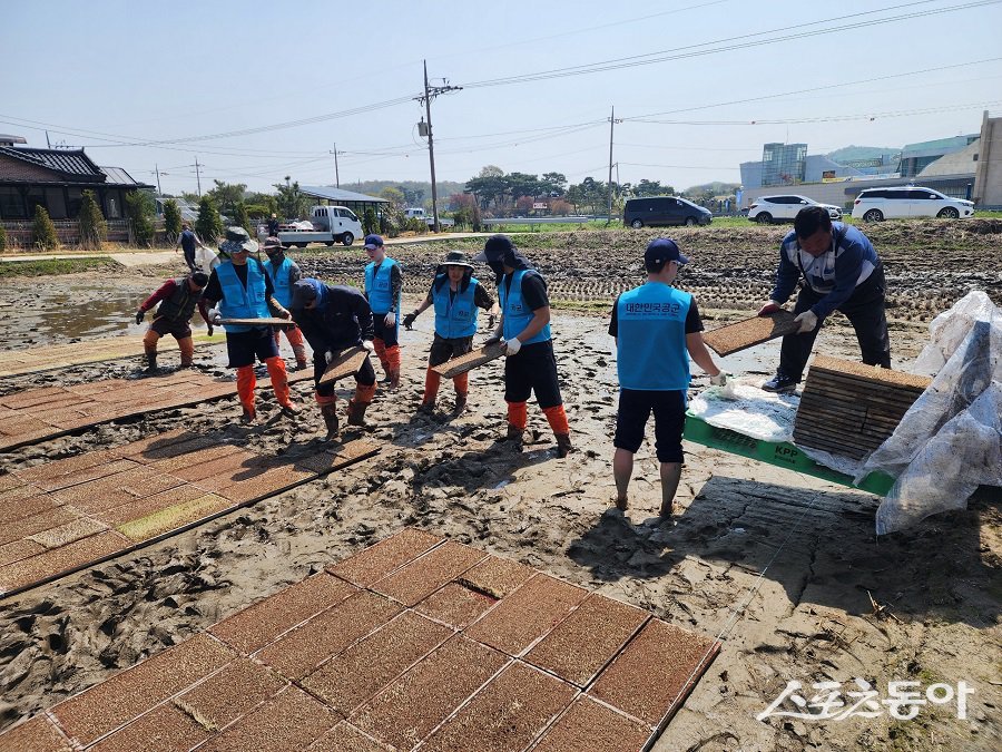 강화군, 공군 제8681부대 농촌 일손 돕기에 구슬땀을 흘리고 있다. 사진제공｜강화군청