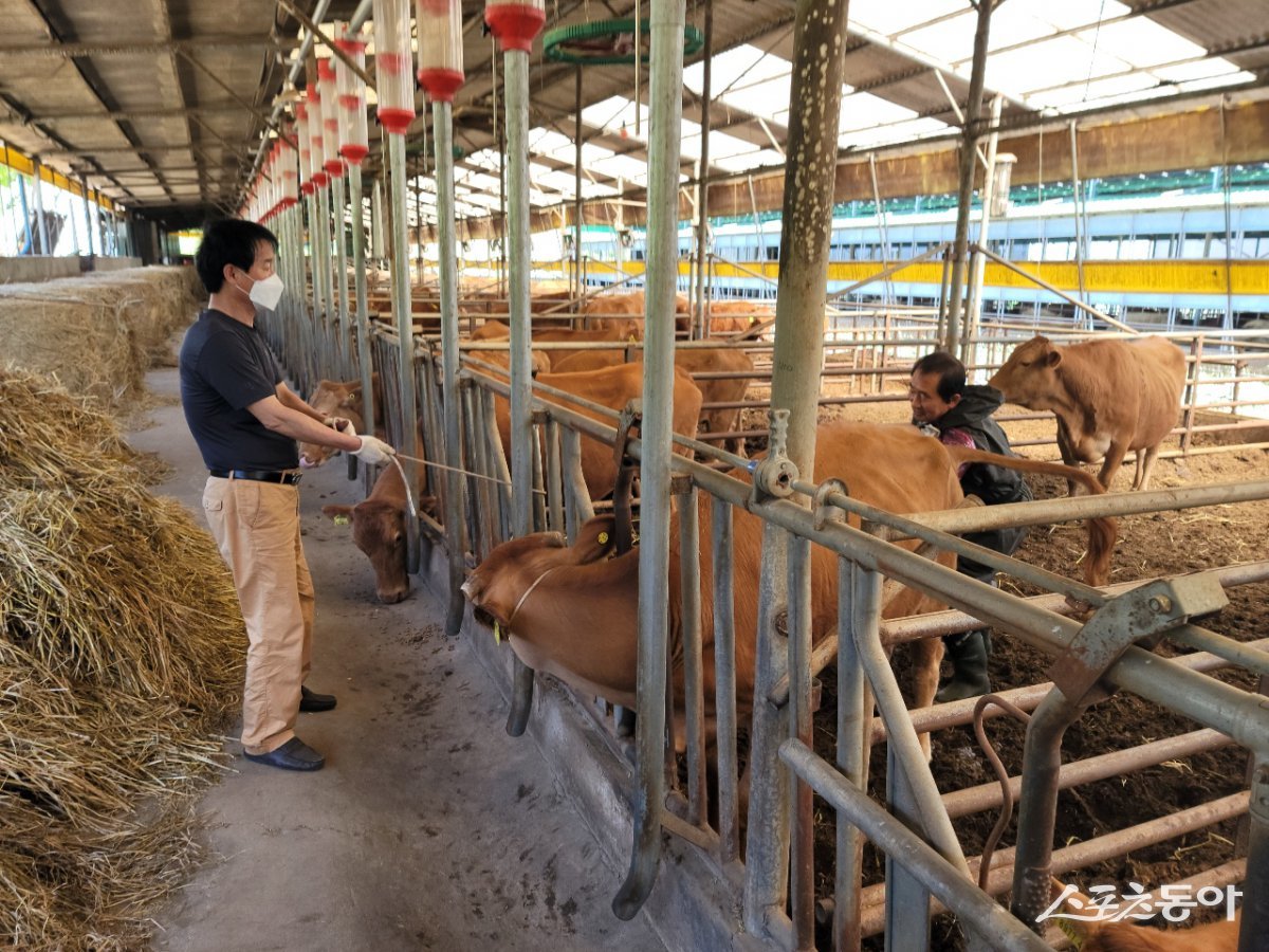 장흥군이 한우 280두 이식을 목표로 ‘초우량한우 수정란 이식 사업’을 추진한다. 사진제공=장흥군