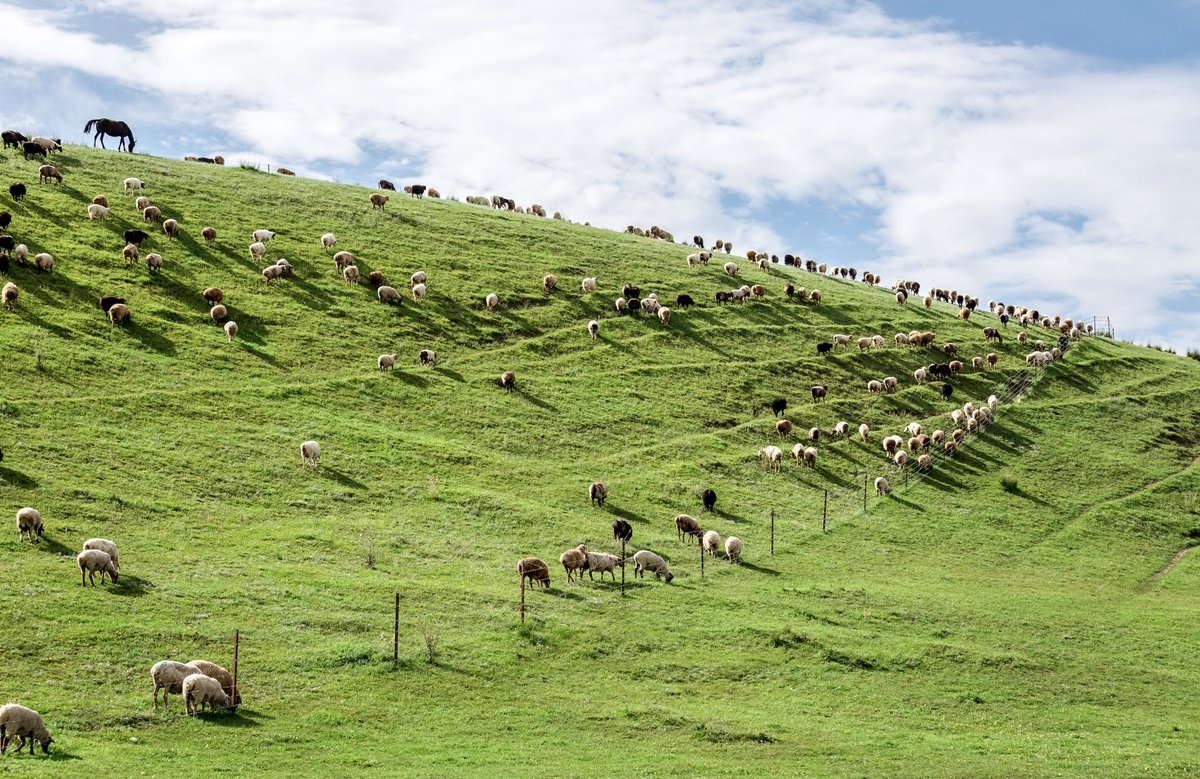 양떼를 방목하는 몽골 여름 대초원 사진제공|교원투어