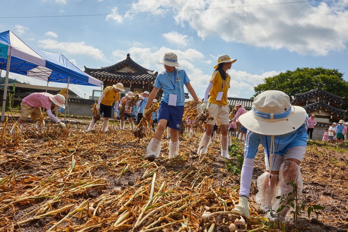 ‘의성마늘햄 가족캠프’의 대표 프로그램인 의성마늘 수확 체험. 사진제공｜롯데웰푸드