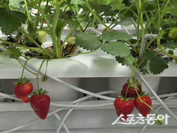 봉화군이 스마트농업 테스트베드 온실에서 시험재배한 여름딸기 ‘미하’ 품종. 사진제공 ㅣ 봉화군