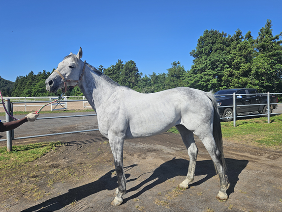 6번째 명예경주마로 선정된 모르피스. 6일 제주 성이시돌 목장에 입사해 경주마로 활동하던 시절 함께 뛰었던 이스트제트와 같이 지내고 있다             사진제공｜한국마사회