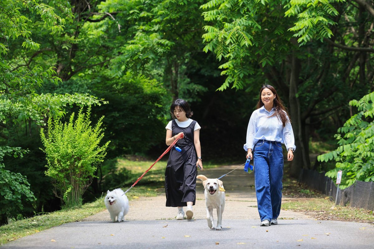 에버랜드 반려견 동반 비타민 캠프 ‘멍하니 걷개’ 사진제공|에버랜드