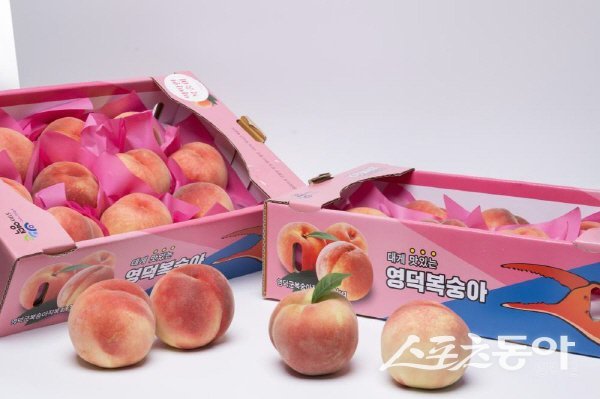 영덕군 여름 대표 과일인 영덕 복숭아. 사진제공 ㅣ 영덕군