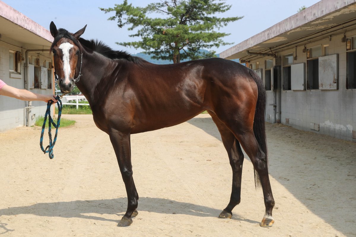 사탕소녀 사진제공|한국마사회