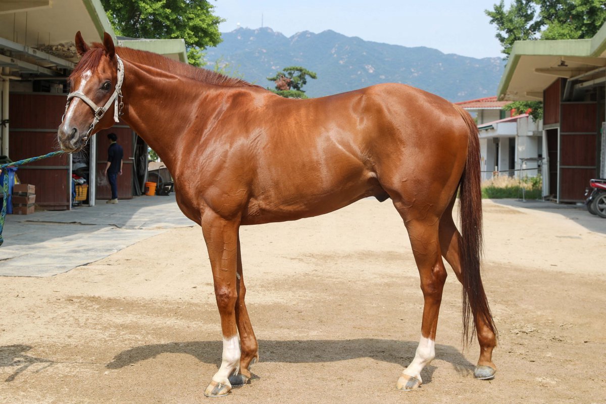 매글데이 사진제공|한국마사회