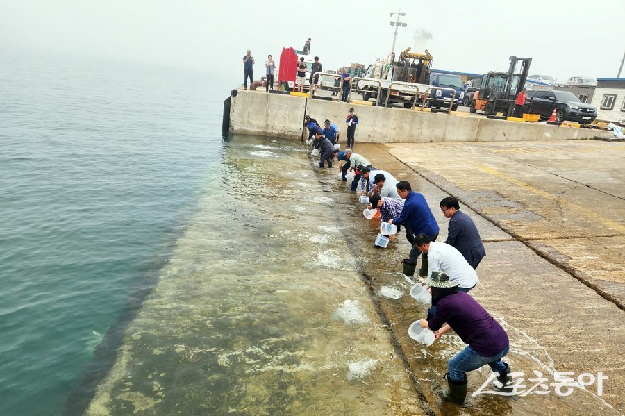 옹진군 수산종자연구소, 어린 감성돔 20만 마리를 방류했다. 사진제공｜옹진군청