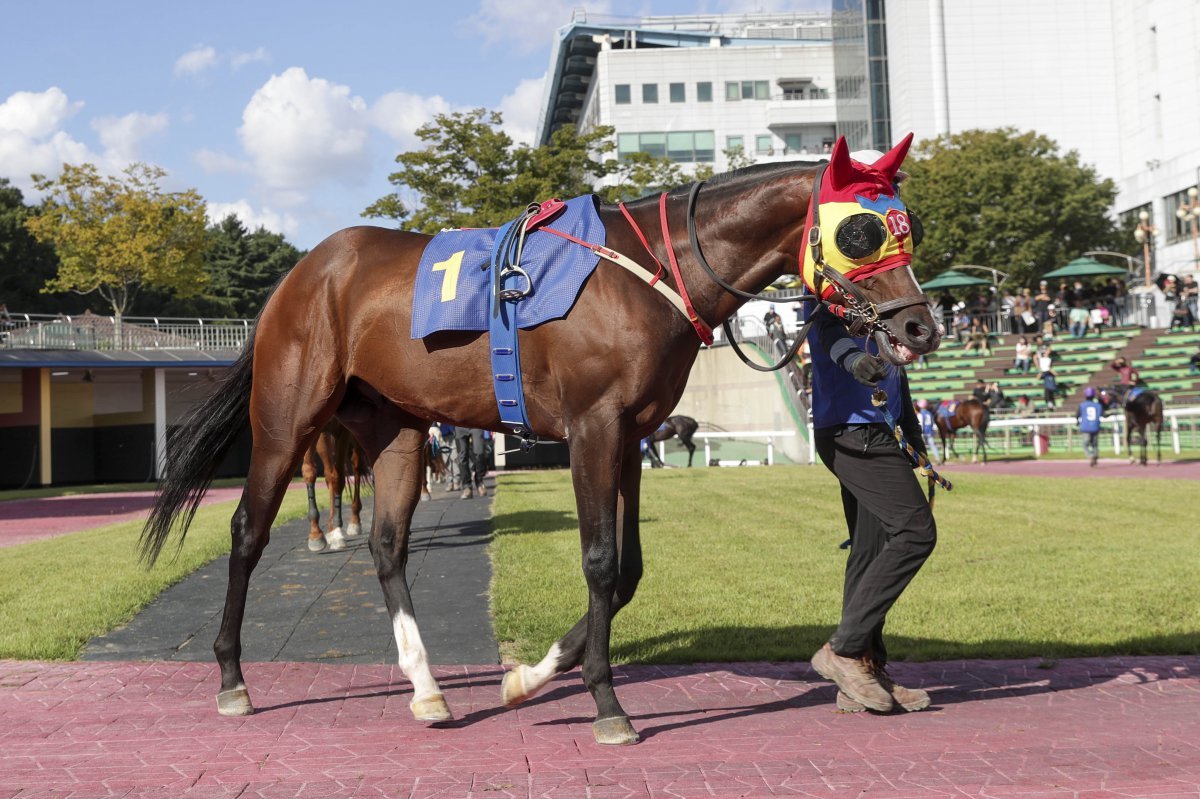 업타운위즈 사진제공|한국마사회