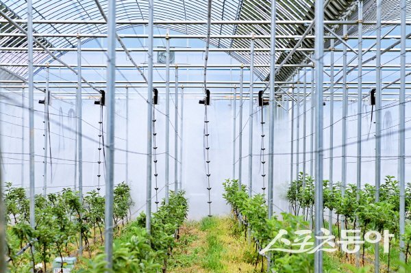 청송군이 황금사과연구단지 내 스마트사과원에서 무인방제시스템 시연회를 개최했다. 사진제공 ㅣ 청송군