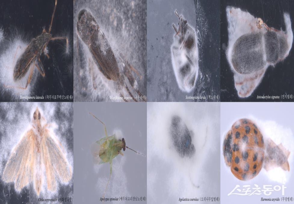 곤충병원성 미생물 ‘백광이’. 사진제공=광양시