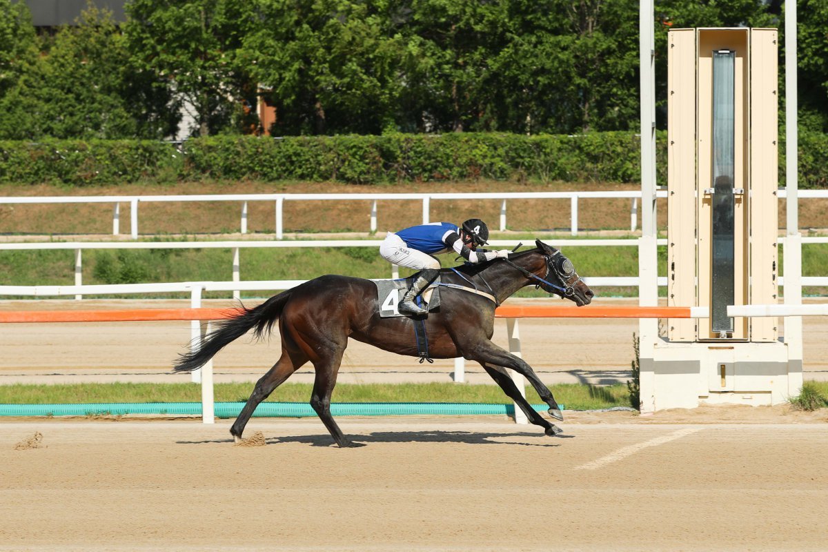 22일 렛츠런파크 서울에서 열린 ‘14회 스포츠동아배’에서 우승마 사탕소녀가 푸르칸 기수와 함께 가장 먼저 결승선을 통과하고 있다. 사탕소녀는 이날 출전한 11두의 경주마 중 가장 어린 3세마이자 유일한 암말이었지만 수말들의 추격을 제치고 4마신차의 여유로운 우승을 거두었다            사진제공｜한국마사회