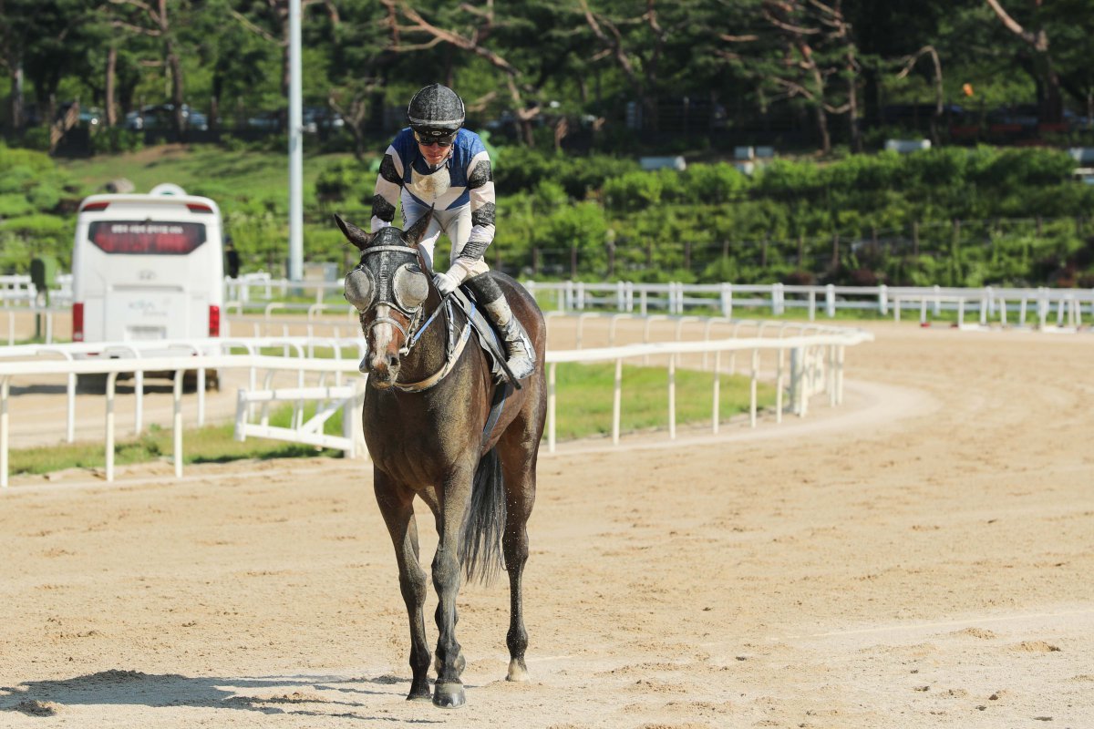 22일 렛츠런파크 서울에서 열린 ‘14회 스포츠동아배’에서 우승마 사탕소녀와 푸르칸 기수가 레이스를 마치고 숨을 고르고 있다. 사탕소녀는 이날 출전한 11두의 경주마 중 가장 어린 3세마이자 유일한 암말이었지만 수말들의 추격을 제치고 4마신차의 여유로운 우승을 거두었다                     사진제공｜한국마사회