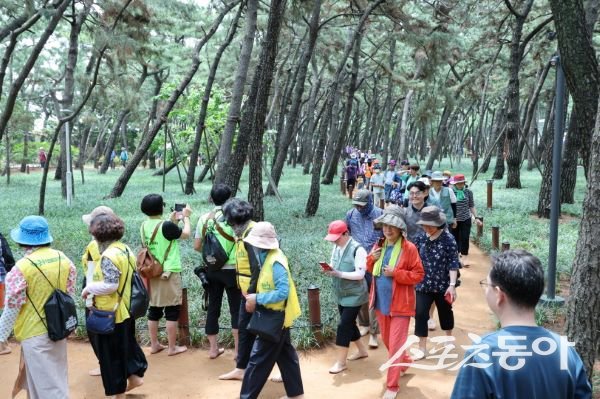 ‘제3회 대한민국 맨발걷기 축제’가 지난 22일 포항 송도솔밭과 송도해수욕장 일원에서 열려 사람들이 걷고 있는 모습. 사진제공ㅣ포항시