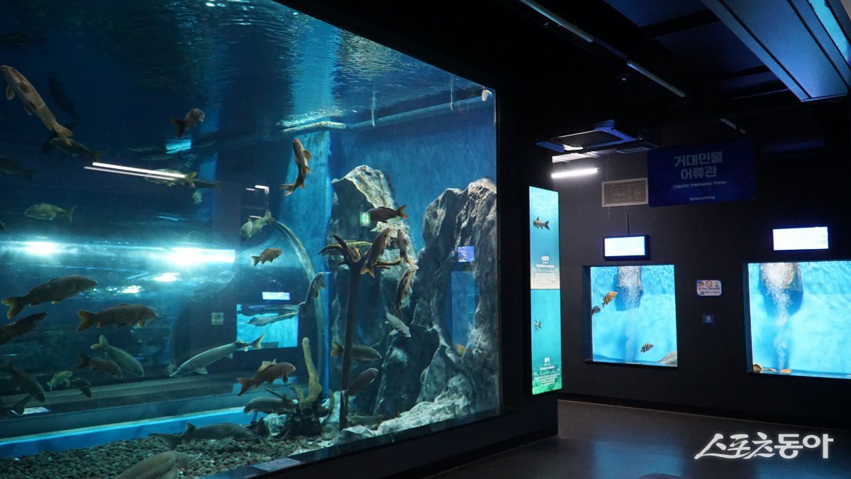 충북아쿠아리움 내부. 대형 수중터널 및 담수자원 종보관, 열대어 어류관 등을 통해 우리나라와 세계의 민물고기 106여 종 4600여 마리를 보유하고 있다 괴산|김재범 기자 oldfield@donga.com
