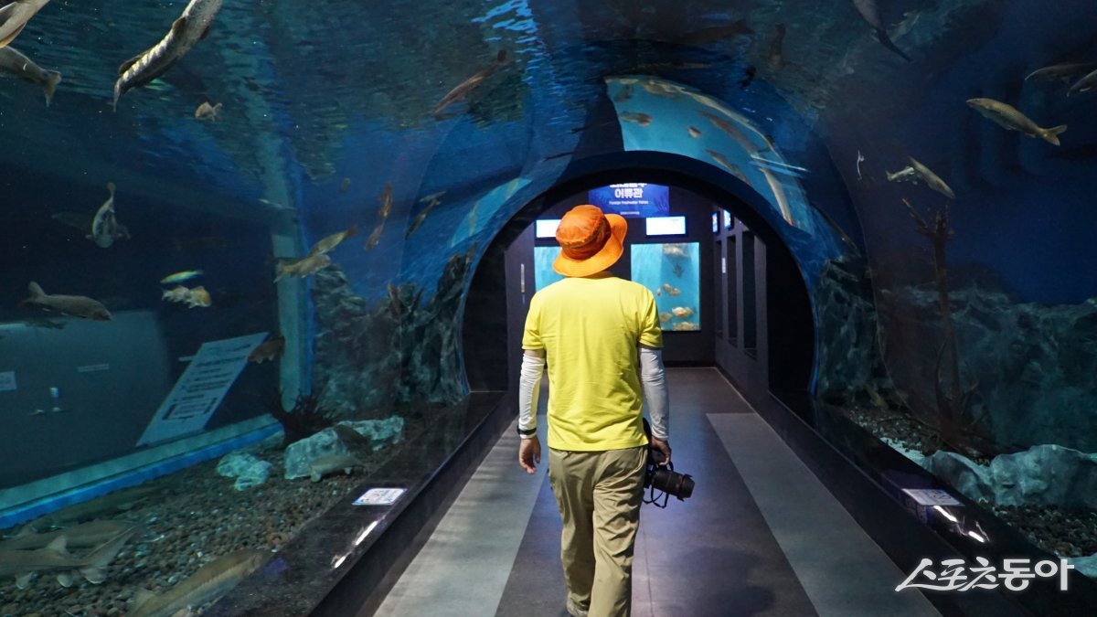 충북아쿠아리움의 대형 수중터널. 2024년 5월 개장한 강, 호수, 하천 등 담수(민물)에 사는 생물 중심으로 전시하는 아쿠아리움이다 괴산|김재범 기자 oldfield@donga.com