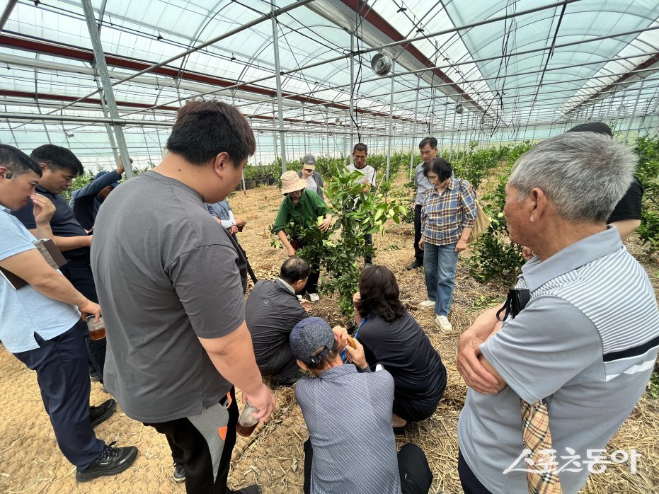 곡성군이 지난 24일 만감류 재배 농업인 25명을 대상으로 ‘고품질 만감류 재배 현장컨설팅’을 성공적으로 개최했다. 사진제공=곡성군