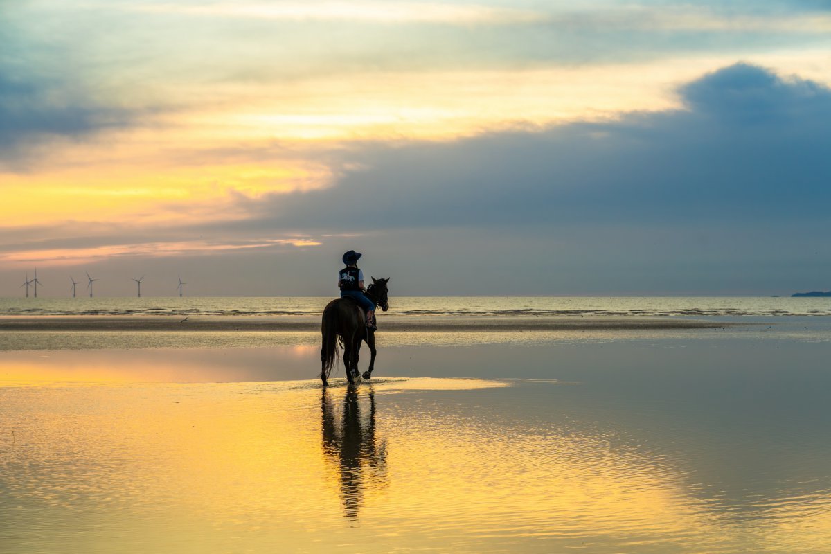 고창 명사십리 해변에서 진행하는 해변승마는 썰물 후 바닷물이 남아 있는 구역까지 들어가 볼 수 있다    사진제공｜한국관광공사