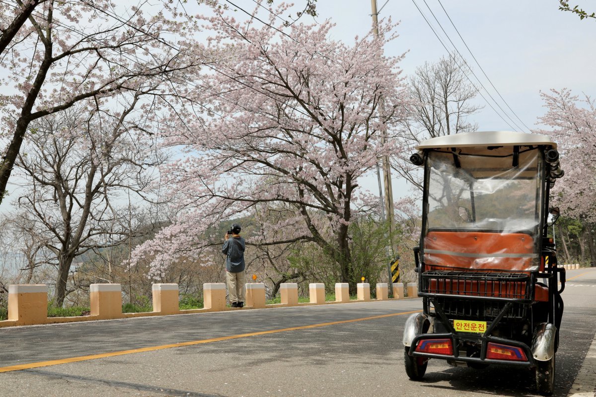 신도 라이딩 명소인 벚꽃길. 봄이면 화사한 분홍 꽃이 장관을 이루지만 여름 날에 찾아도 시원한 풍광이 매력이다    사진제공｜한국관광공사