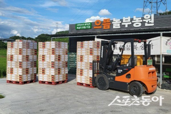 예천군의 대표 농산물 ‘예천 복숭아’가 본격 출하되고 있다. 사진제공 ㅣ 예천군