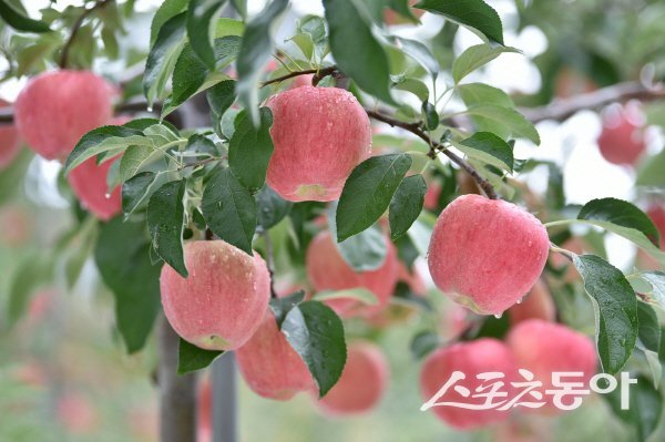 청송군은 청송사과 명성 강화를 위해 다양한 사업을 추진하고 있다. 사진제공 ㅣ 청송군