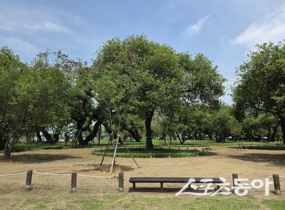 ‘성주 경산리 성밖숲’ 전경. 사진제공ㅣ성주군
