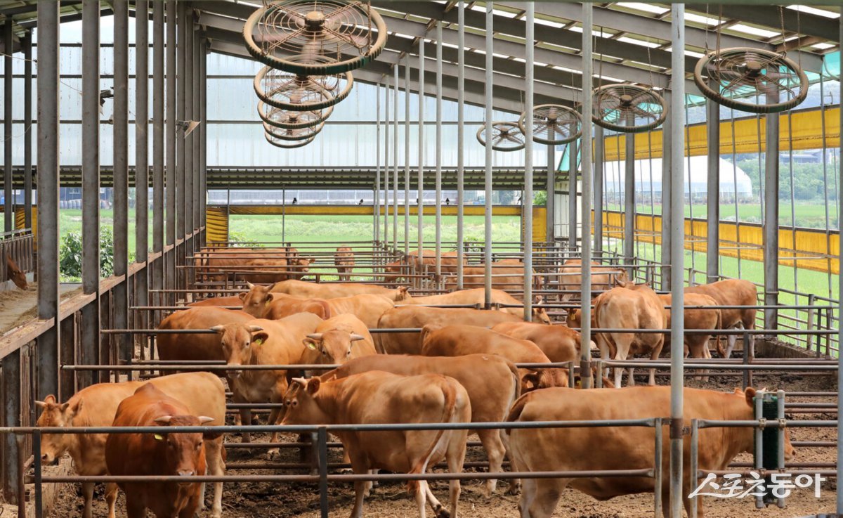 전라남도가 여름철 폭염에 따른 가축 피해 최소화를 위해 예비비 20억 원을 긴급 편성, 축산농가에 고온스트레스완화제를 지원한다. 사진제공=전남도